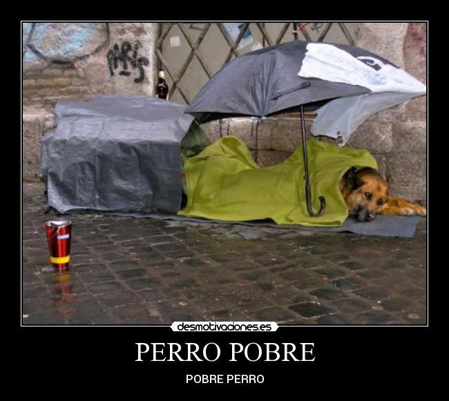 PERRO POBRE - 