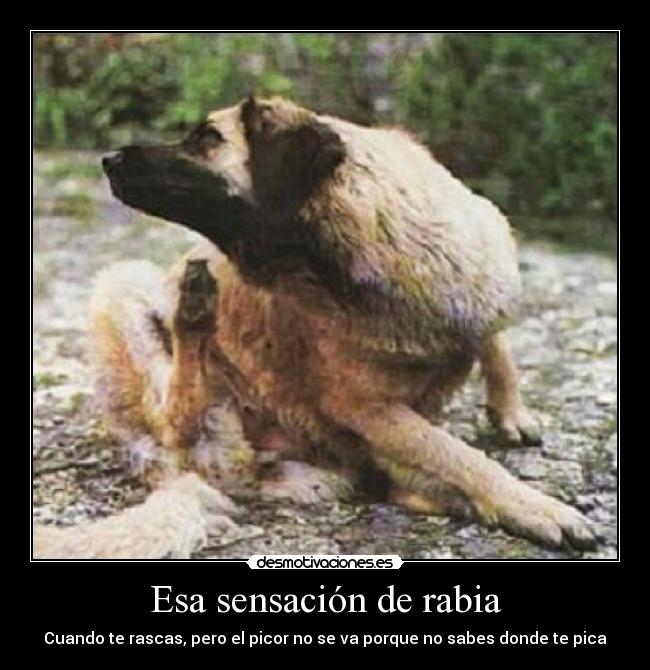 Esa sensación de rabia - Cuando te rascas, pero el picor no se va porque no sabes donde te pica