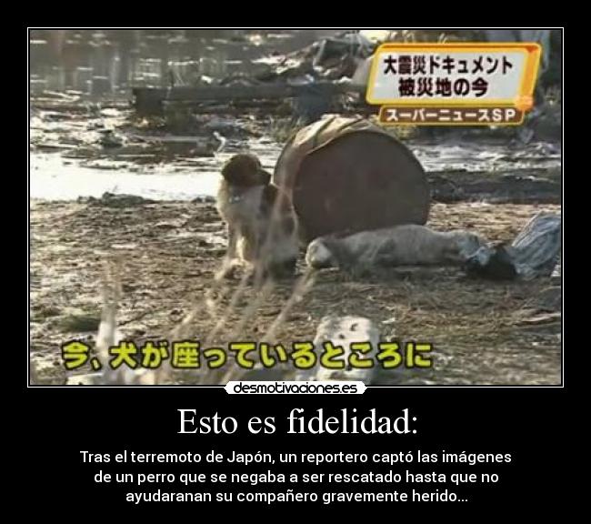 Esto es fidelidad: - Tras el terremoto de Japón, un reportero captó las imágenes
de un perro que se negaba a ser rescatado hasta que no
ayudaranan su compañero gravemente herido...