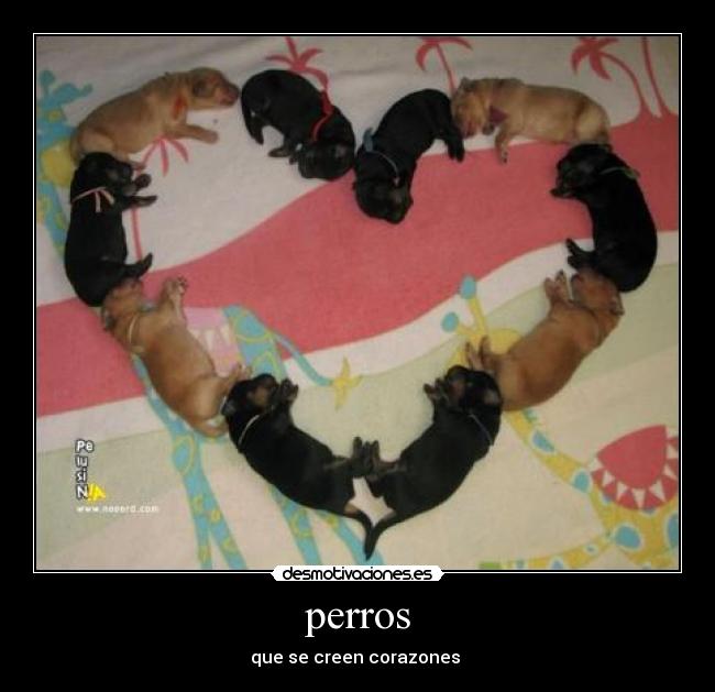 perros -