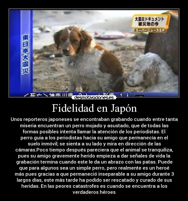 Fidelidad en Japón - Unos reporteros japoneses se encontraban grabando cuando entre tanta
miseria encuentran un perro mojado y asustado, que de todas las
formas posibles intenta llamar la atención de los periodistas. El
perro guia a los periodistas hacia su amigo que permanecía en el
suelo inmóvil; se sienta a su lado y mira en dirección de las
cámaras.Poco tiempo después pareciera que el animal se tranquiliza,
pues su amigo gravemente herido empieza a dar señales de vida la
grabación termina cuando este le da un abrazo con las patas. Puede
que para algunos sea un simple perro, pero realmente es un heroé
más pues gracias a que permaneció inseparable a su amigo durante 3
largos días, este más tarde ha podido ser rescatado y curado de sus
heridas. En las peores catastrofes es cuando se encuentra a los
verdaderos héroes