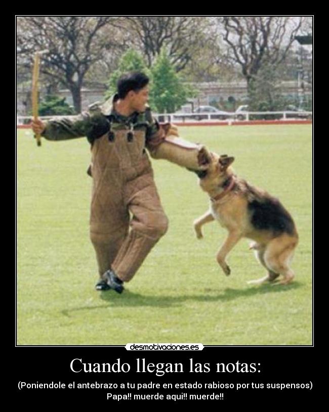 Cuando llegan las notas: - 