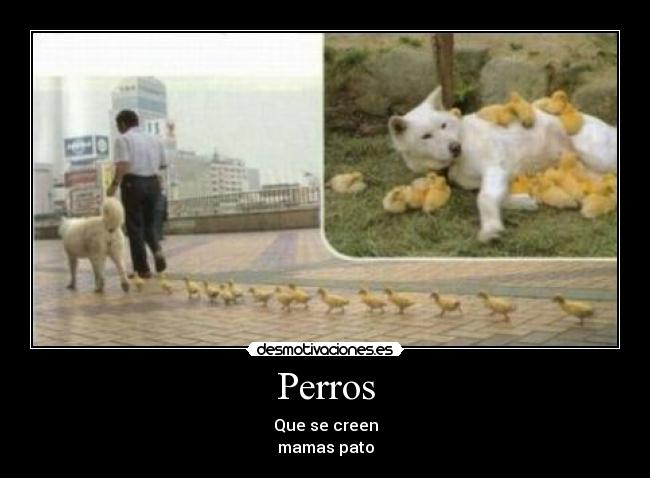 Perros - Que se creen
mamas pato