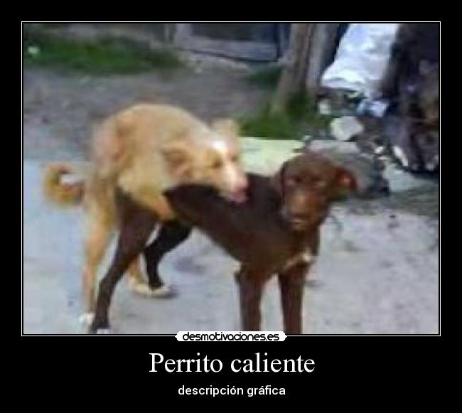 Perrito caliente - descripción gráfica