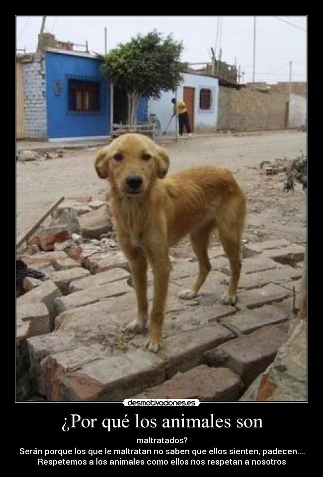 ¿Por qué los animales son - maltratados?
Serán porque los que le maltratan no saben que ellos sienten, padecen....
Respetemos a los animales como ellos nos respetan a nosotros