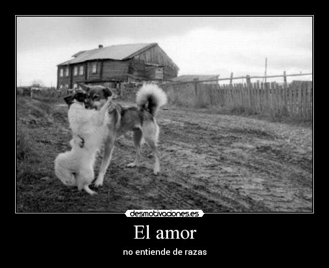 El amor - no entiende de razas