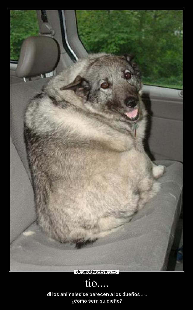 tio.... - di los animales se parecen a los dueños .....
¿como sera su dieño?
