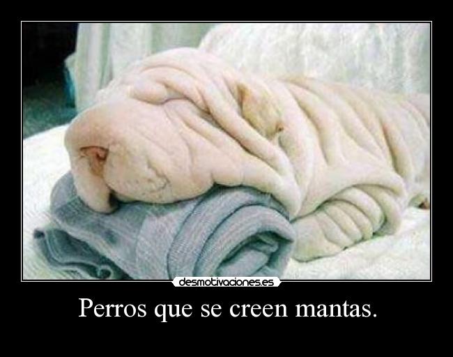 Perros que se creen mantas. -