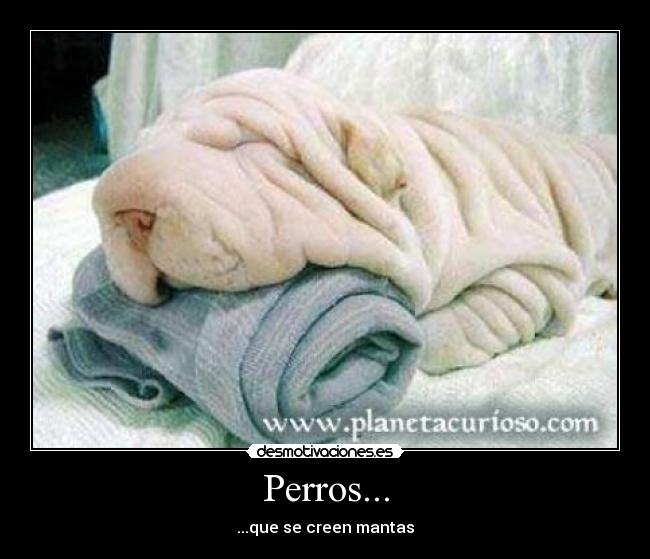Perros... - ...que se creen mantas