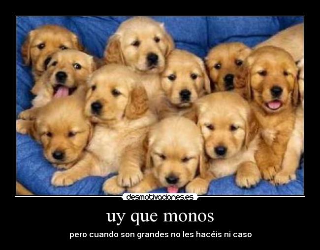 uy que monos - pero cuando son grandes no les hacéis ni caso