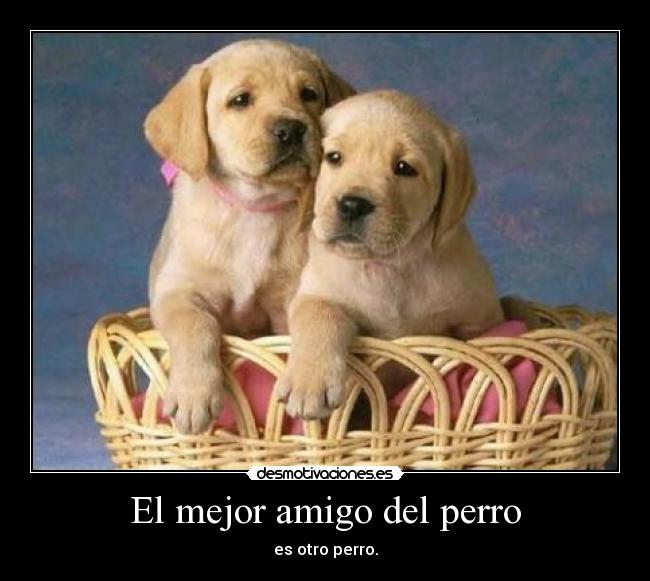 El mejor amigo del perro -