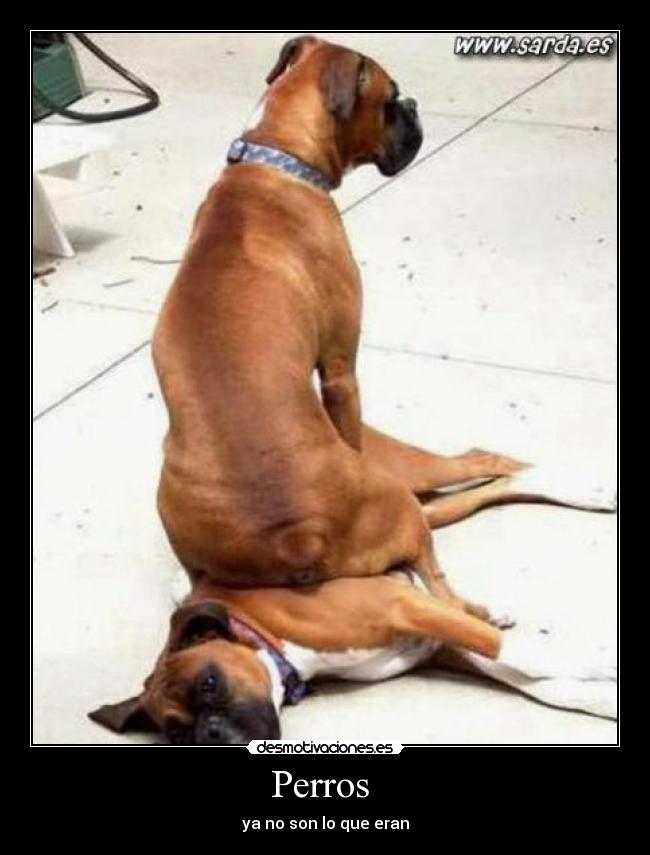 Perros  - 