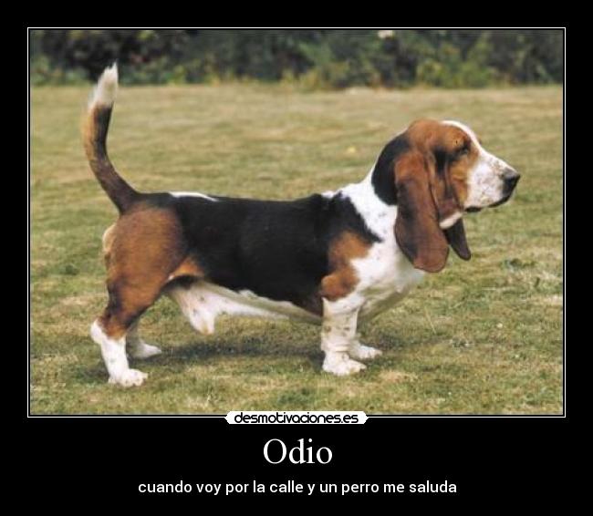 Odio -