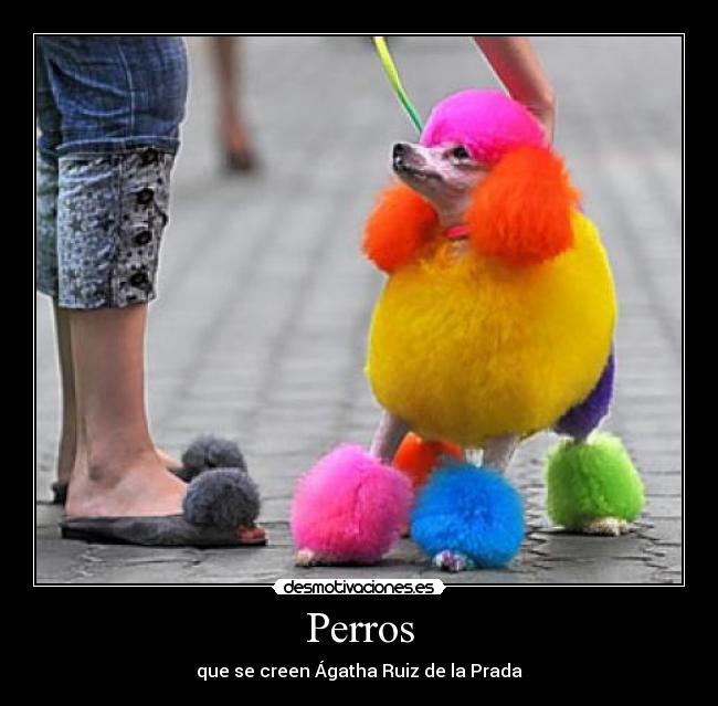 Perros - que se creen Ágatha Ruiz de la Prada