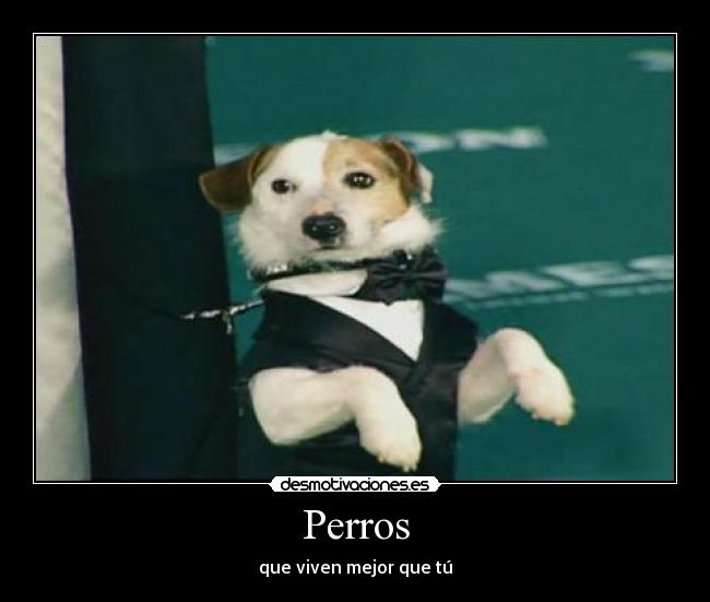 Perros -