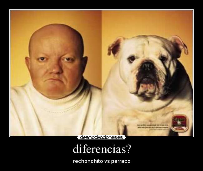 diferencias? - rechonchito vs perraco
