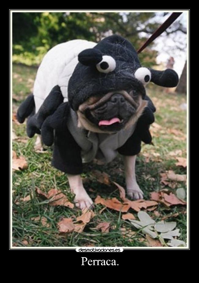 Perraca. -