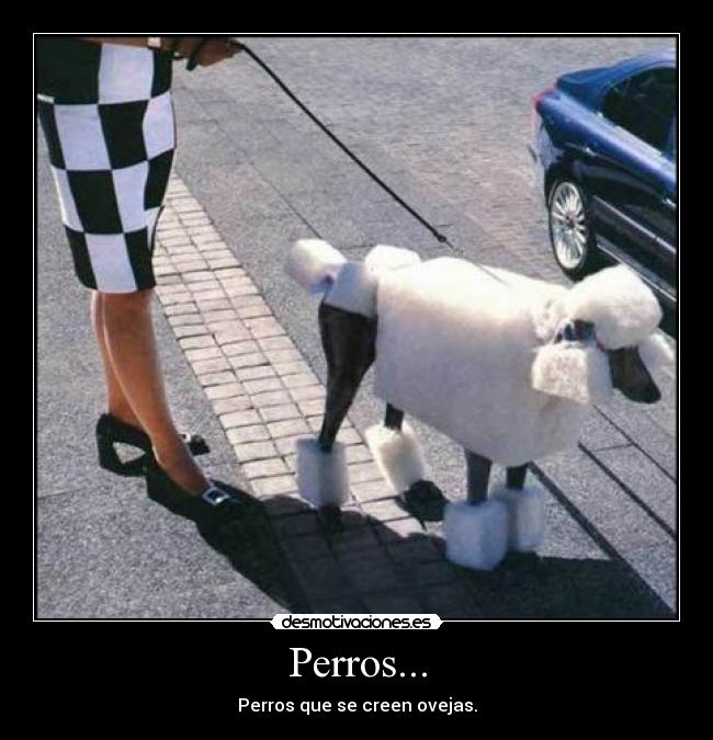 Perros... -