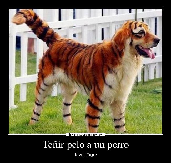 Teñir pelo a un perro - Nivel: Tigre