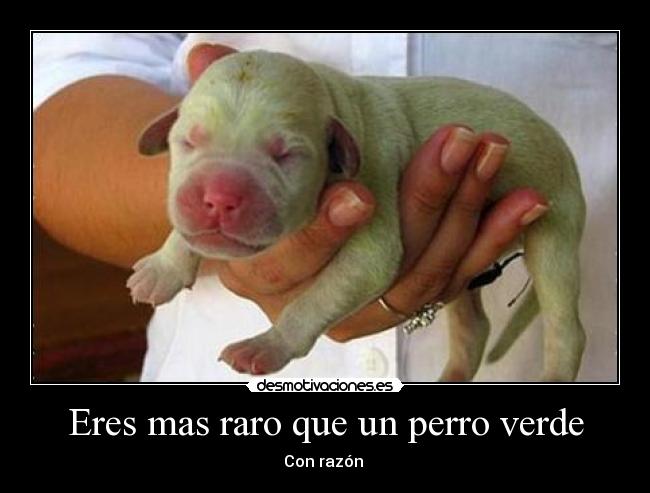 Eres mas raro que un perro verde - 