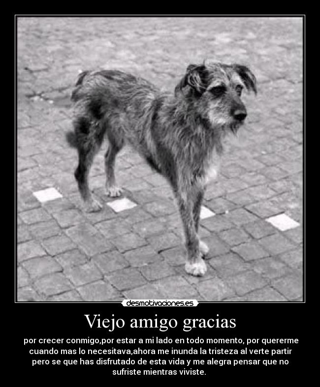 Viejo amigo gracias -  por crecer conmigo,por estar a mi lado en todo momento, por quererme
cuando mas lo necesitava,ahora me inunda la tristeza al verte partir
pero se que has disfrutado de esta vida y me alegra pensar que no
sufriste mientras viviste. 