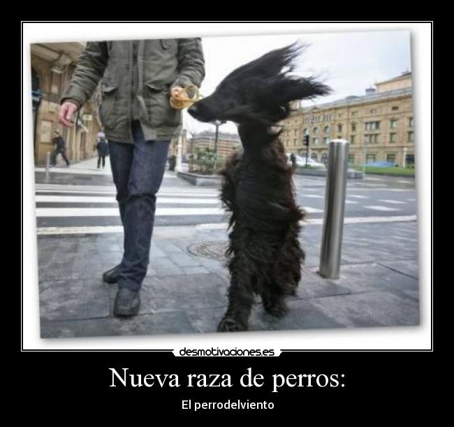 Nueva raza de perros: - El perrodelviento