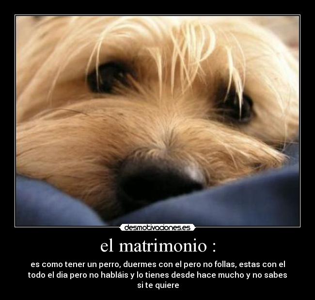el matrimonio : - es como tener un perro, duermes con el pero no follas, estas con el
todo el dia pero no habláis y lo tienes desde hace mucho y no sabes
si te quiere