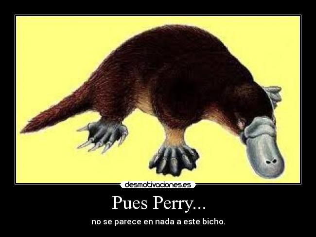 Pues Perry... - 