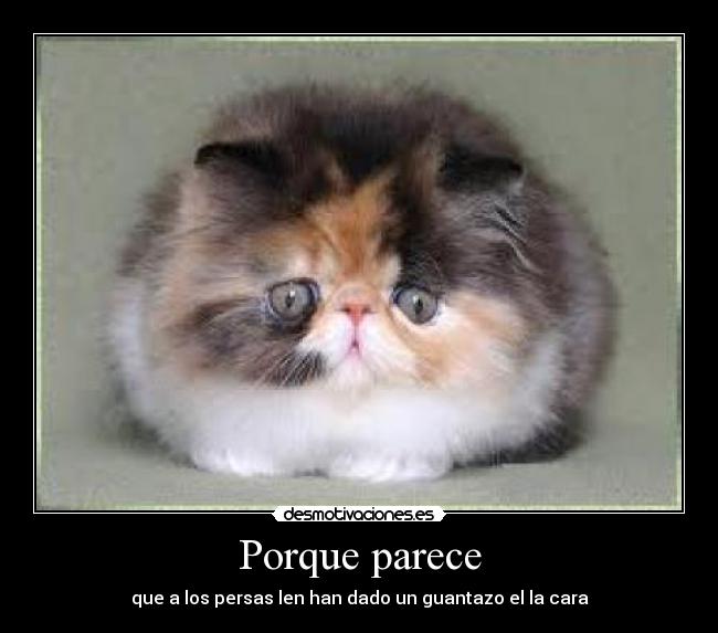 Porque parece - que a los persas len han dado un guantazo el la cara