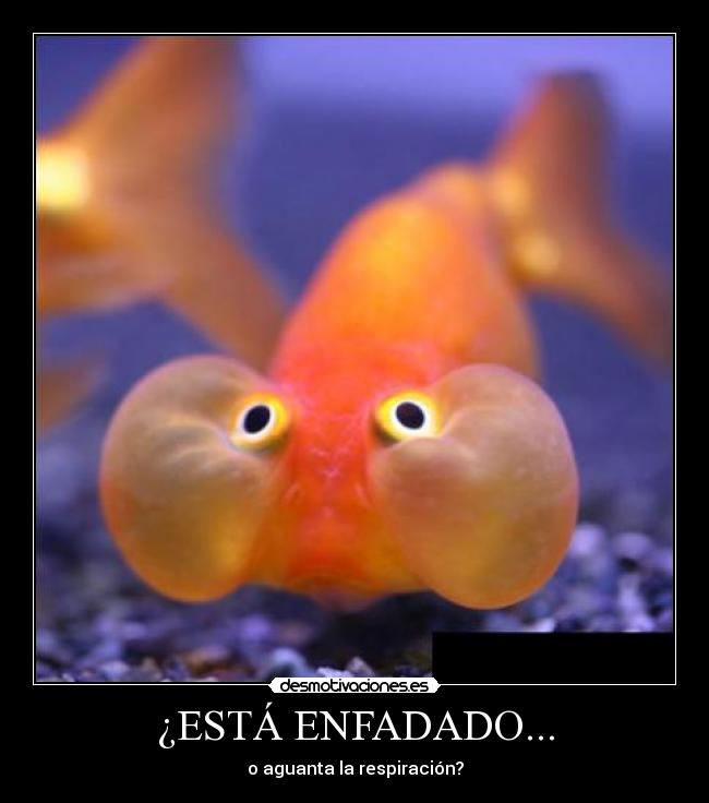 ¿ESTÁ ENFADADO... -