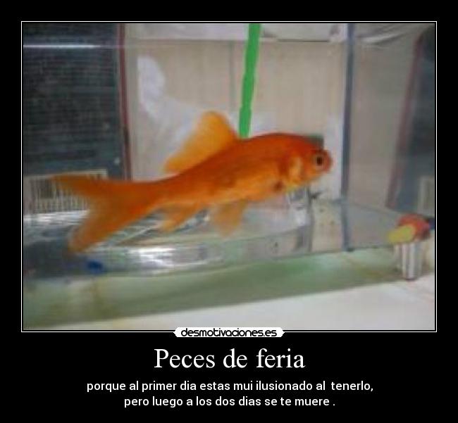 Peces de feria - 
