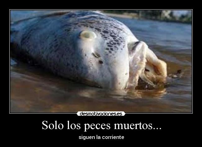 carteles peces desmotivaciones