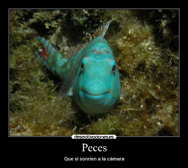 Peces - 