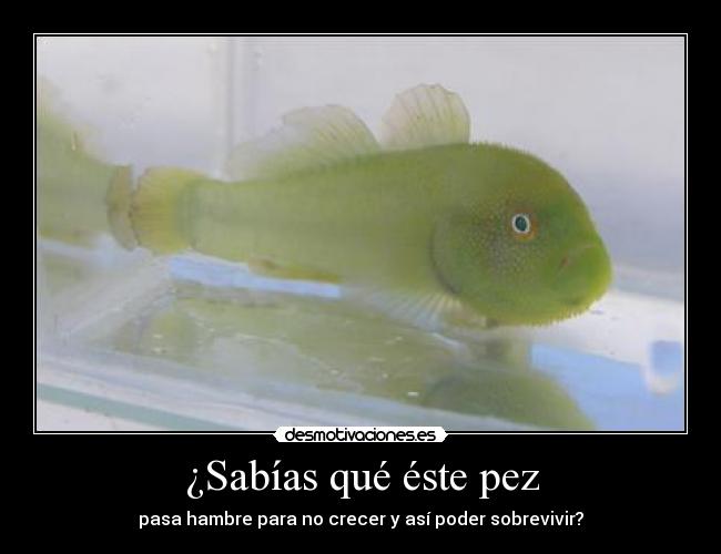 ¿Sabías qué éste pez - 