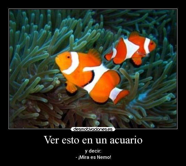 Ver esto en un acuario - 
