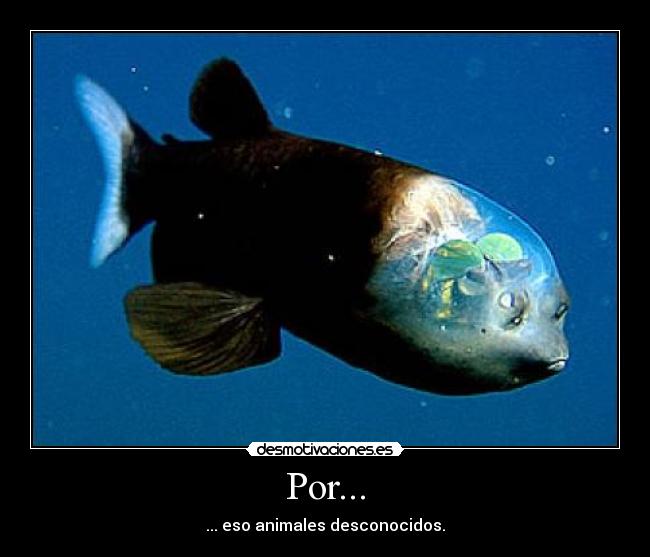 carteles animales desmotivaciones
