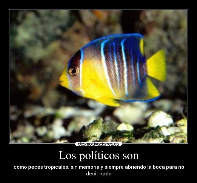 Los políticos son - como peces tropicales, sin memoria y siempre abriendo la boca para no decir nada