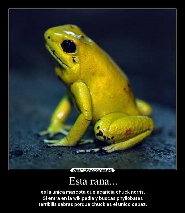 Esta rana... - es la unica mascota que acaricia chuck norris.
Si entra en la wikipedia y buscas phyllobates
terribilis sabras porque chuck es el unico capaz,