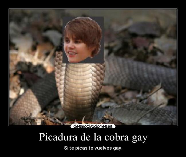 Picadura de la cobra gay -