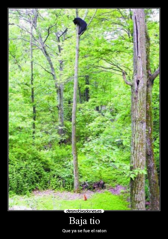 Baja tio - Que ya se fue el raton