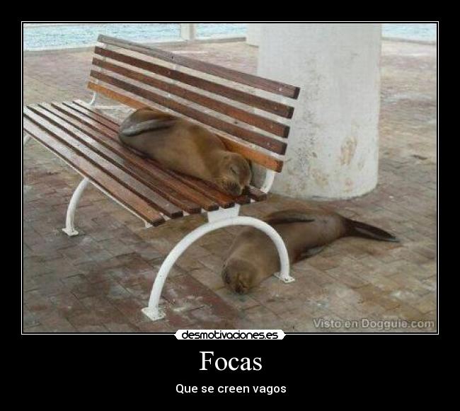 Focas - 
