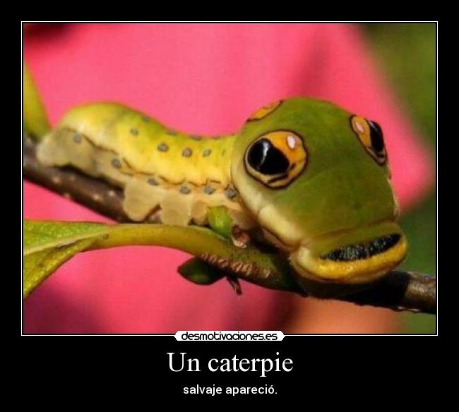 Un caterpie - salvaje apareció.