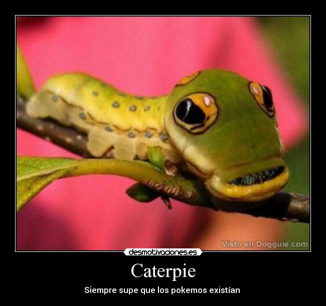 Caterpie - Siempre supe que los pokemos existían