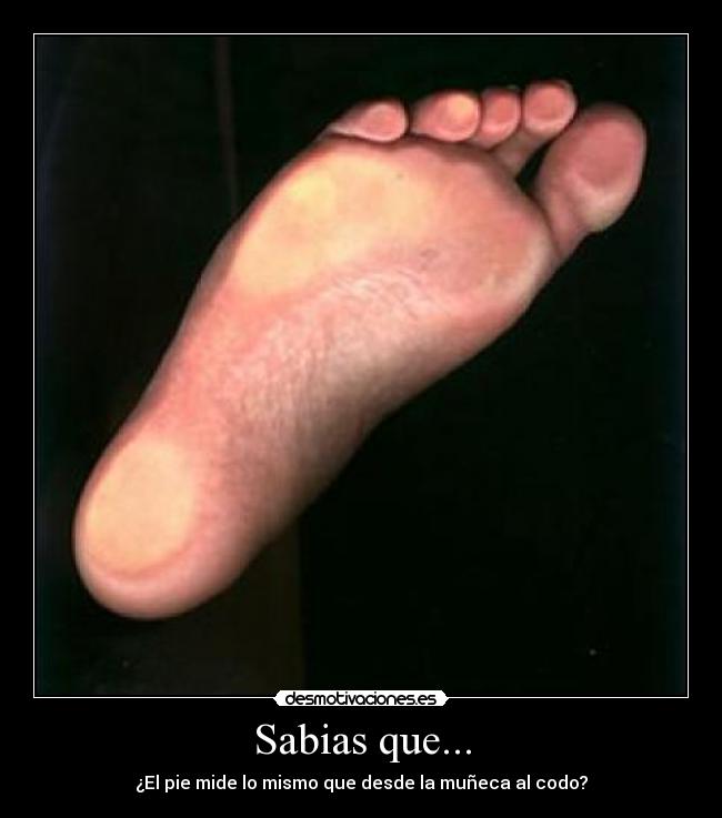 Sabias que... - ¿El pie mide lo mismo que desde la muñeca al codo?