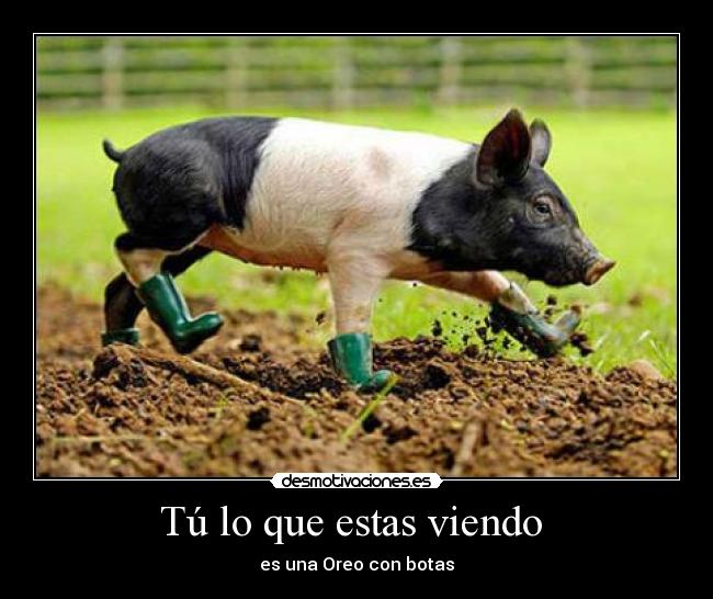 Tú lo que estas viendo -