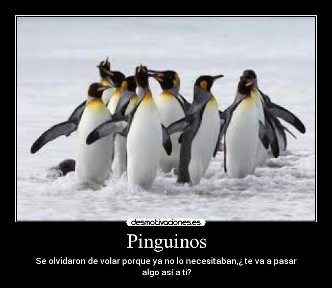 Pinguinos -
