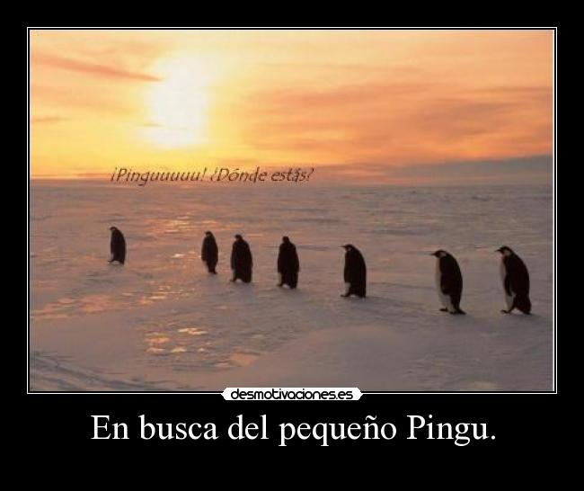 En busca del pequeño Pingu. - 