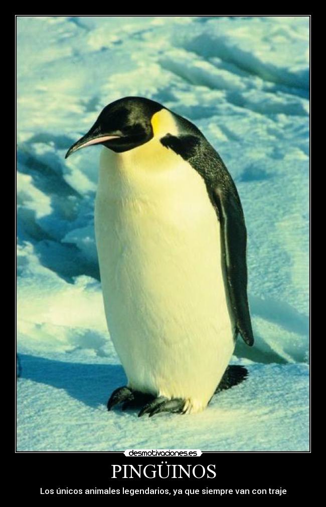 PINGÜINOS - Los únicos animales legendarios, ya que siempre van con traje