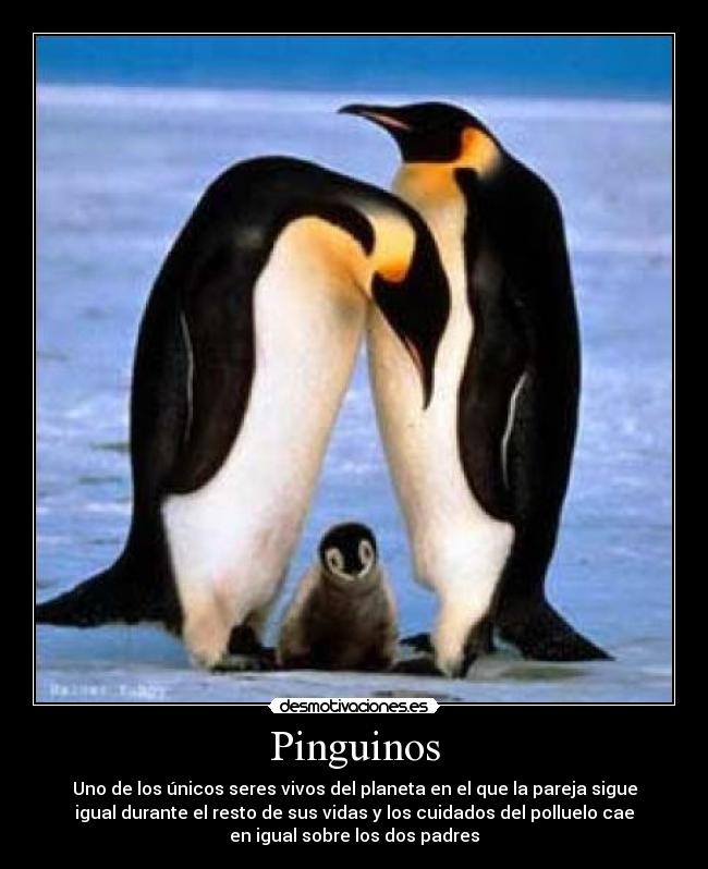 Pinguinos - 