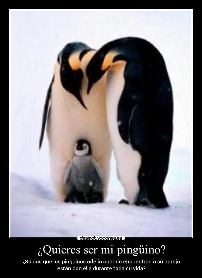 ¿Quieres ser mi pingüino? - ¿Sabías que los pingüinos adelia cuando encuentran a su pareja
están con ella durante toda su vida?